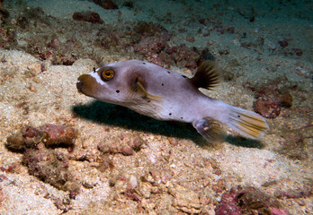 A Seal Faced Pufferfish swimming  Boracay Island Philippines