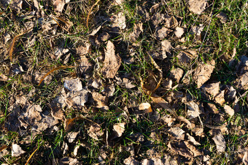 Forest ground texture. Dry autumn leaves background. Yellow dry grass pattern.