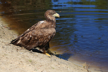 A portrait of a White-tailed Eagle resting on the water edge
