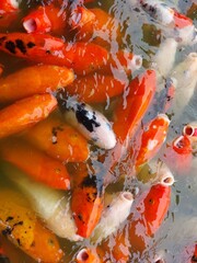 Group of Koi fish or nishikigoi swim at ponds under the sun flat lay view
