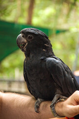 Red-tailed Black-Cockatoo