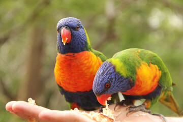 Feeding Rainbow Lorikeets in Australia