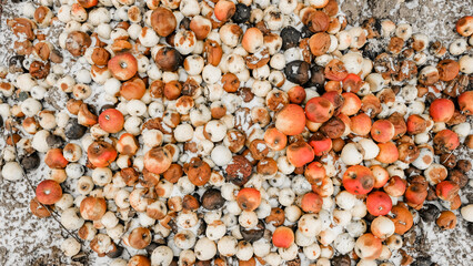 Rotten frozen apples on the snowy dirt in the garden. Organic waste. Supply and demand food concept. 