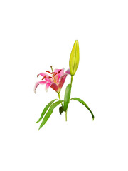 Pink lily buds and flowers isolated on white background. Lilies have six petals and are  trumpet-shaped, sitting atop a tall, erect stem with narrow, long, lance-shaped leaves.