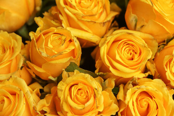 Bouquet of fresh yellow roses, flower bright background.