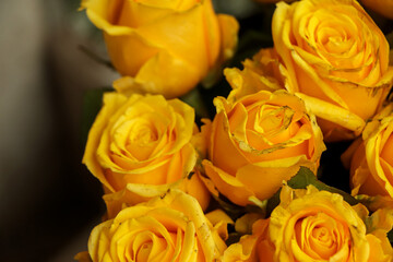 Blooming yellow roses closeup background