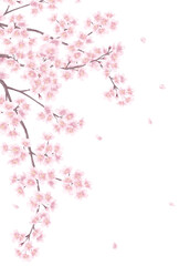 手描き風の桜の花_メッセージカード背景イラスト_Clip art of cherry blossom for background