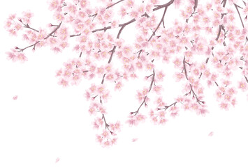 手描き風の桜の花_メッセージカード背景イラスト_Clip art of cherry blossom for background
