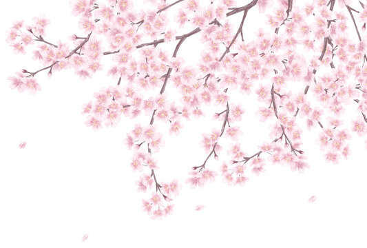 桜散る Images – Browse 865 Stock Photos, Vectors, and Video