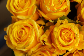 Fresh yellow rose closeup background