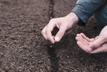 Hand planting seed in the vegetable garden. Spring sowing of seeds. 