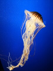 Vivid jellyfish under water