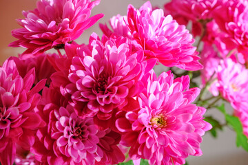 bouquet of pink chrysanthemum flowers closeup. Floral background. Postcard design. Copy space