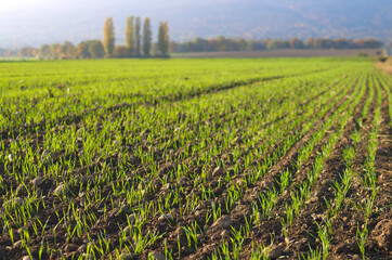 Fototapeta na wymiar Agricultural landscape with tillage on farm field