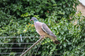A common wood pigeon, Columba palumbus, perched on a rotary washing line with a background of dark green out of focus leaves
