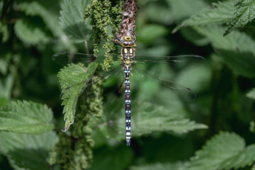 A male southern hawker dragonfly, Aeshna cyanea perched on a dead willow catkin caught in a stinging nettle seen directly from the top