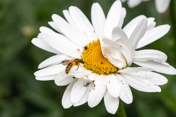 A large wild daisy flowerhead, Leucanthemum sp, with a small solitary bee of the Lasioglossum sp possibly Lasioglossum calceatum approaching on wing to feed