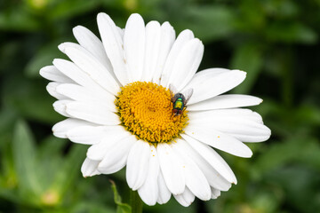 A large wild daisy flowerhead, Leucanthemum sp, with a green bottle fly, Lucilia sericata feeding from the nectar