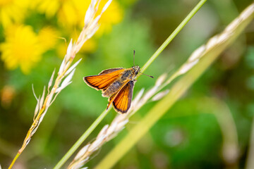 A Essex skipper butterfly, Thymelicus lineola, resting perched on a stem of long grass with its...