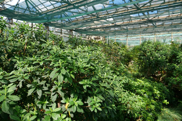 Green young plants in hothouse. Ensuring survival of rare plant species