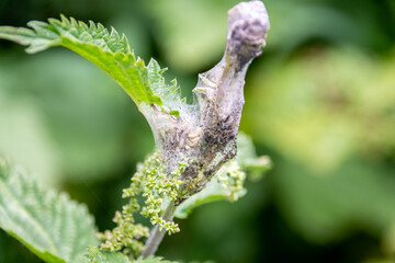 Fototapeta premium The webbing nest of the small tortoiseshell butterfly, Aglais urticae, with small caterpillars in their 1st or 2nd instar visible through the web on the top of a stinging nettle