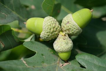 Three green acorns growing together on an oak tree