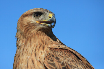 Portrait of a Long-legged Buzzard against a blue sky
