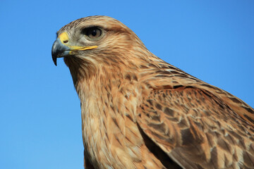 Portrait of a Long-legged Buzzard against a blue sky
