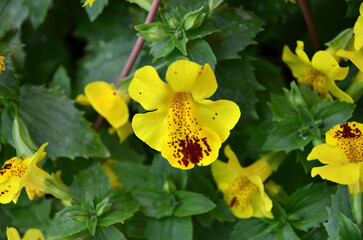 Red and yellow colored flower shot in front of green leafs. This flower has red point on its petals.