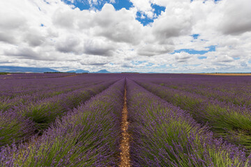 Naklejka na ściany i meble fields of blooming lavender flowers in Provence, France