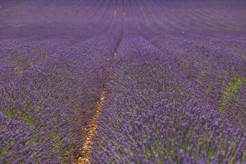 Obraz na płótnie Canvas fields of blooming lavender flowers in Provence, France