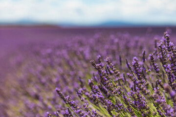 fields of blooming lavender flowers in Provence, France