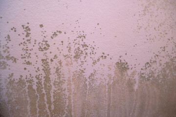 Black mold in the corner of the white ceiling. Macro mildew in the apartment. Humidity in the room