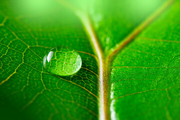 macrophotograph of a dewy tropical leaf - leaf in the detail