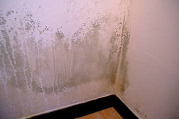 Fototapeta na wymiar Black mold in the corner of the white wall. Macro mildew in the apartment. Humidity in the room