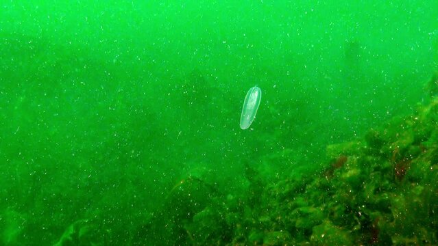 Ctenophores Mnemiopsis are not jellyfish. Mnemiopsis are light, transparent, with skirt-blades and rowing plates. This species has jelly-like body with tentacles that are used to capture prey.