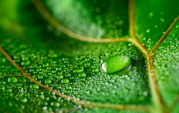 macrophotograph of a dewy tropical leaf - leaf in the detail