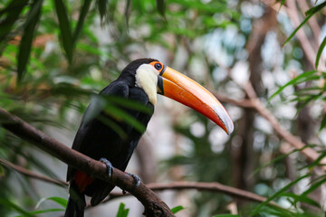 Tucan en la selva