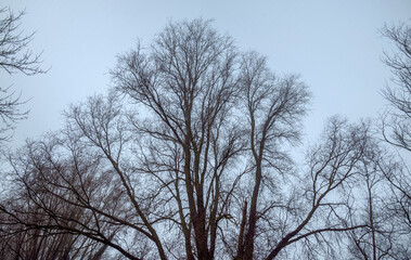 Leafless treetop against misty sky on chilly day in winter