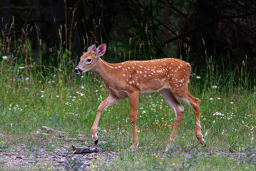 White-tailed deer fawn walking through the meadow in Canada