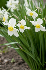 Blooming daffodils in spring in the garden. Growing and caring for daffodils.