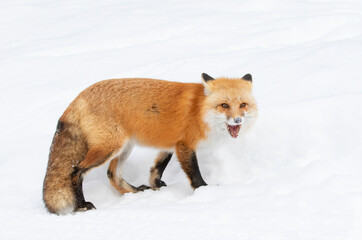 Red fox isolated on white background with bushy tail hunting through the freshly fallen snow in Algonquin Park in Canada