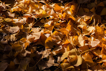 A close-up of the beautiful and colorful yellow leaves of ginkgo in autumn