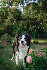 Portrait of a funny border collie