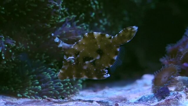 bristle-tail filefish (Acreichthys tomentosus) swimming in a reef tank