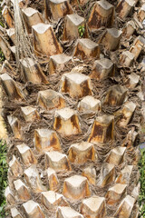 Palm texture 