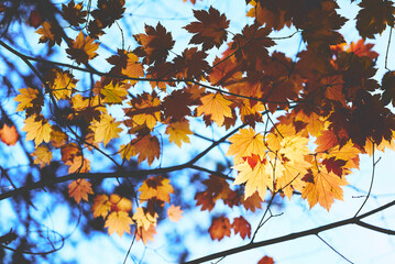 秋　紅葉　山の中　煌めく
