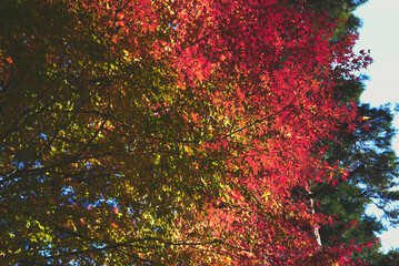 秋　紅葉　山の中　煌めく
