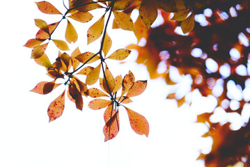 秋　紅葉　山の中　煌めく
