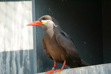 inca tern 